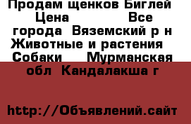 Продам щенков Биглей › Цена ­ 15 000 - Все города, Вяземский р-н Животные и растения » Собаки   . Мурманская обл.,Кандалакша г.